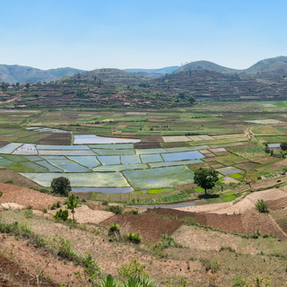 Befato - Rice paddies
